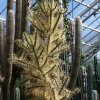 Opuntia_molesta